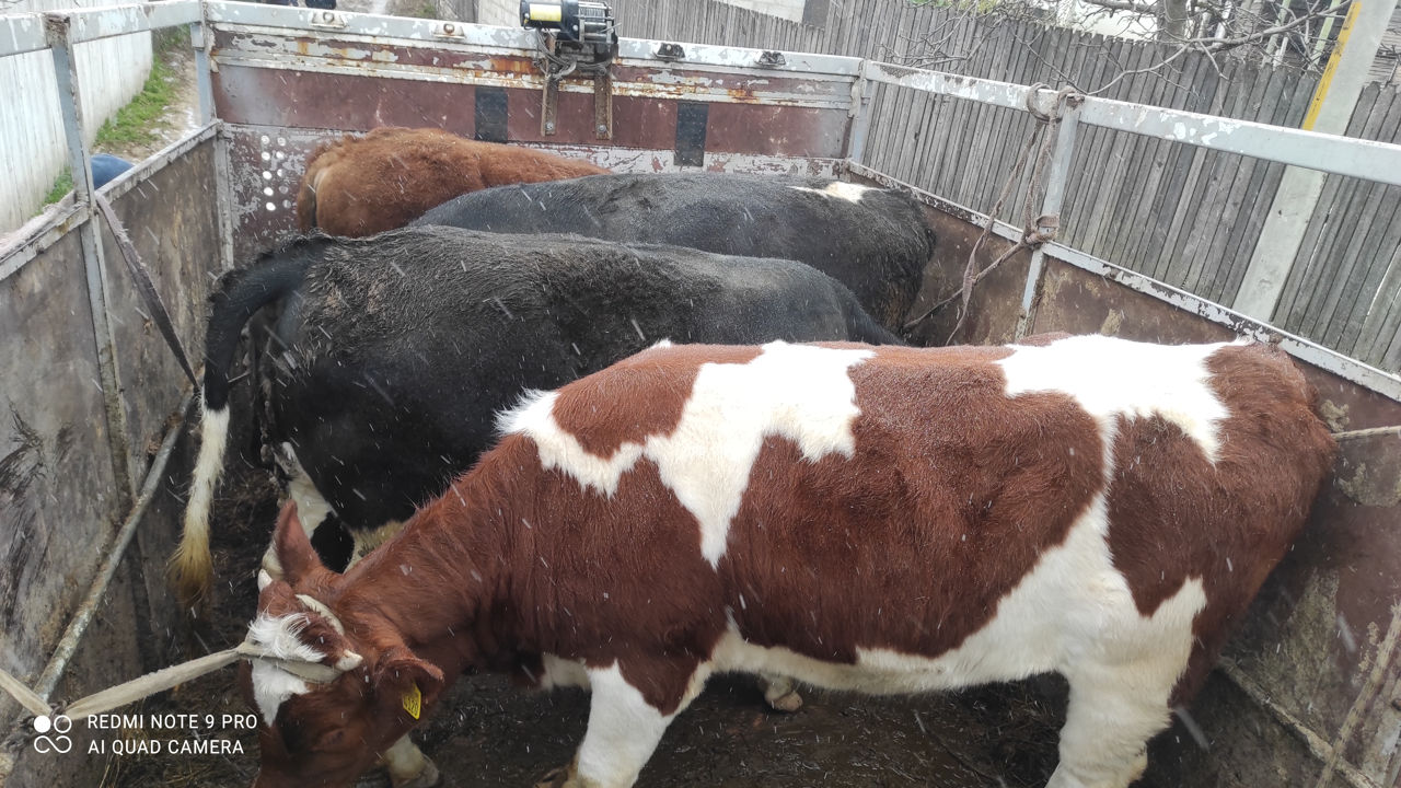 Cumpărător animale la carne vaci buhai junci caii  foto 0