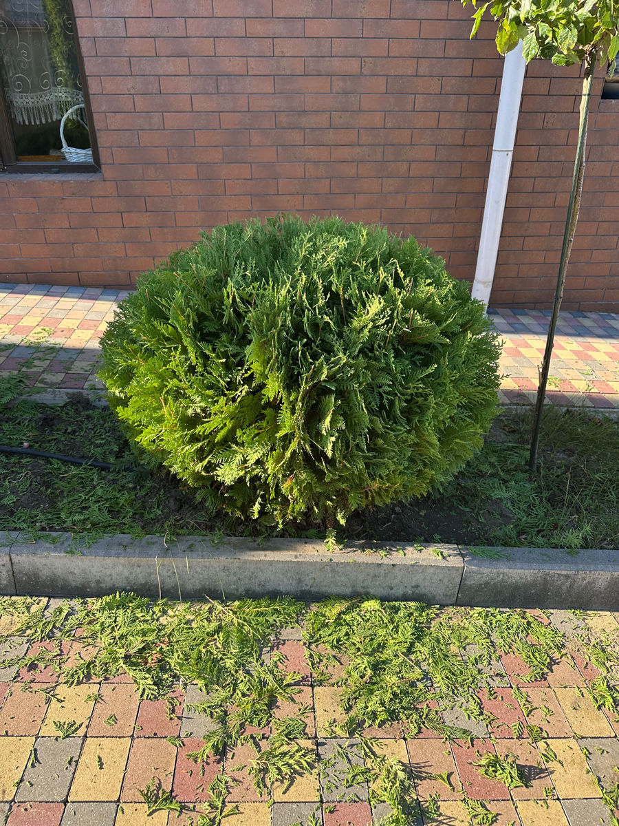 Tundere tuia/ leylandi/ gard viu ! foto 1