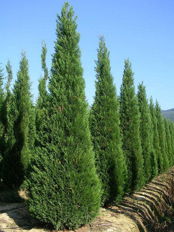 Лейландия купрессоципарис Лейланда кипарисовик cupressocyparis leylandii pon pon thuja фото 1