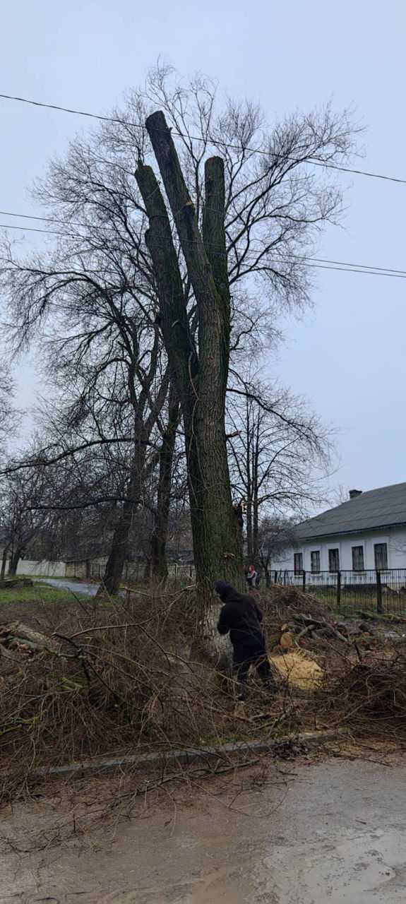 Servicii tăiere a copacilor sau crengilor problematice! foto 15