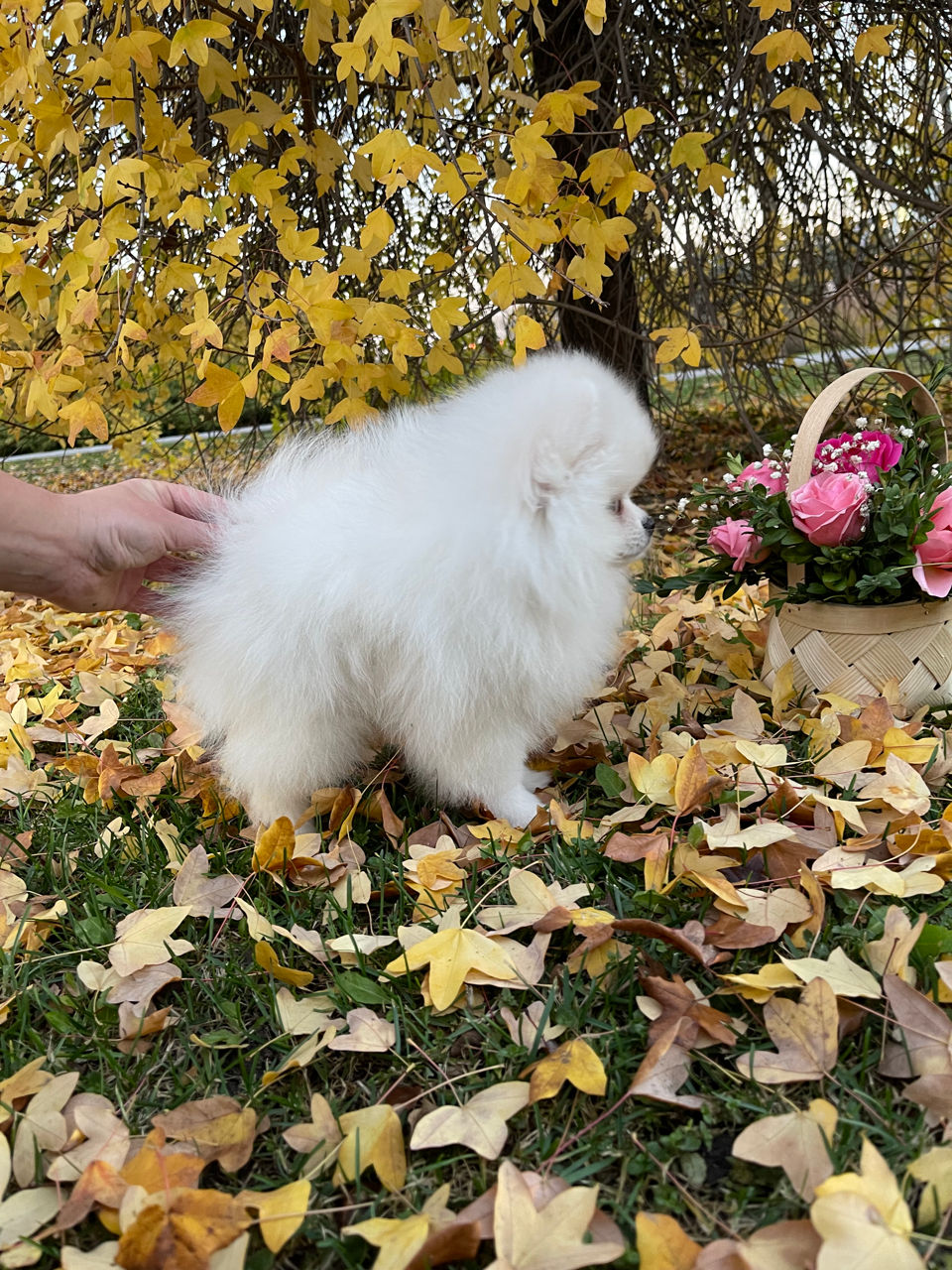 Белый мини мальчик померанский шпиц
