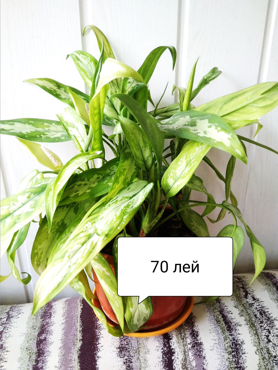 Фиалки цветущие
