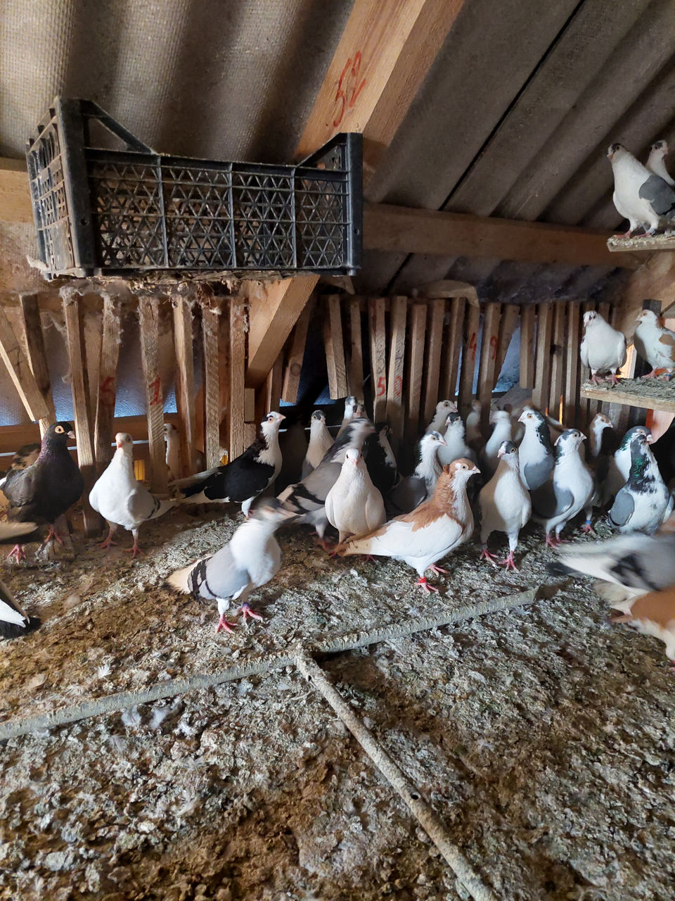 Porumbei Jucatori de Galati foto 2