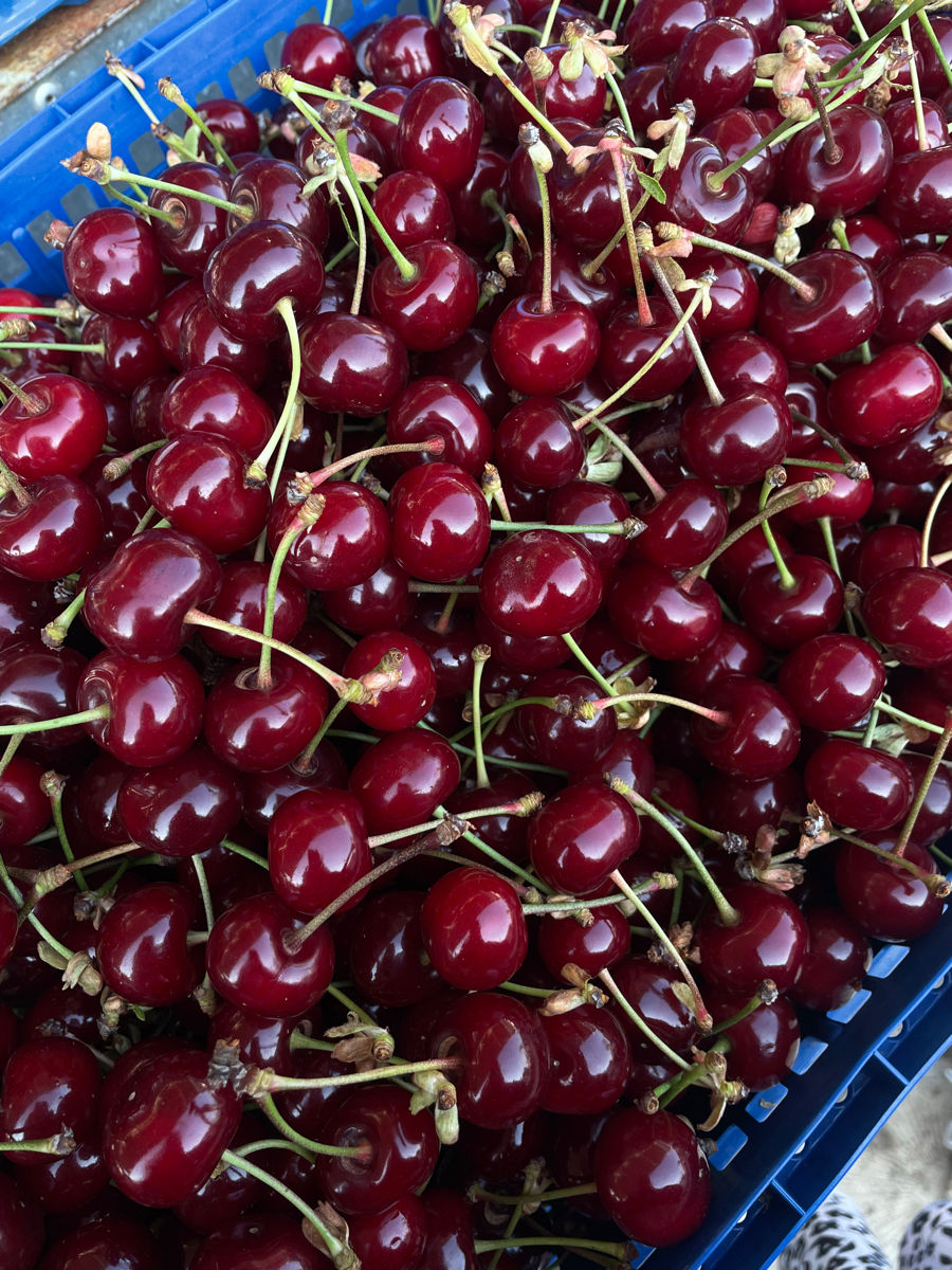 Продам вишню!