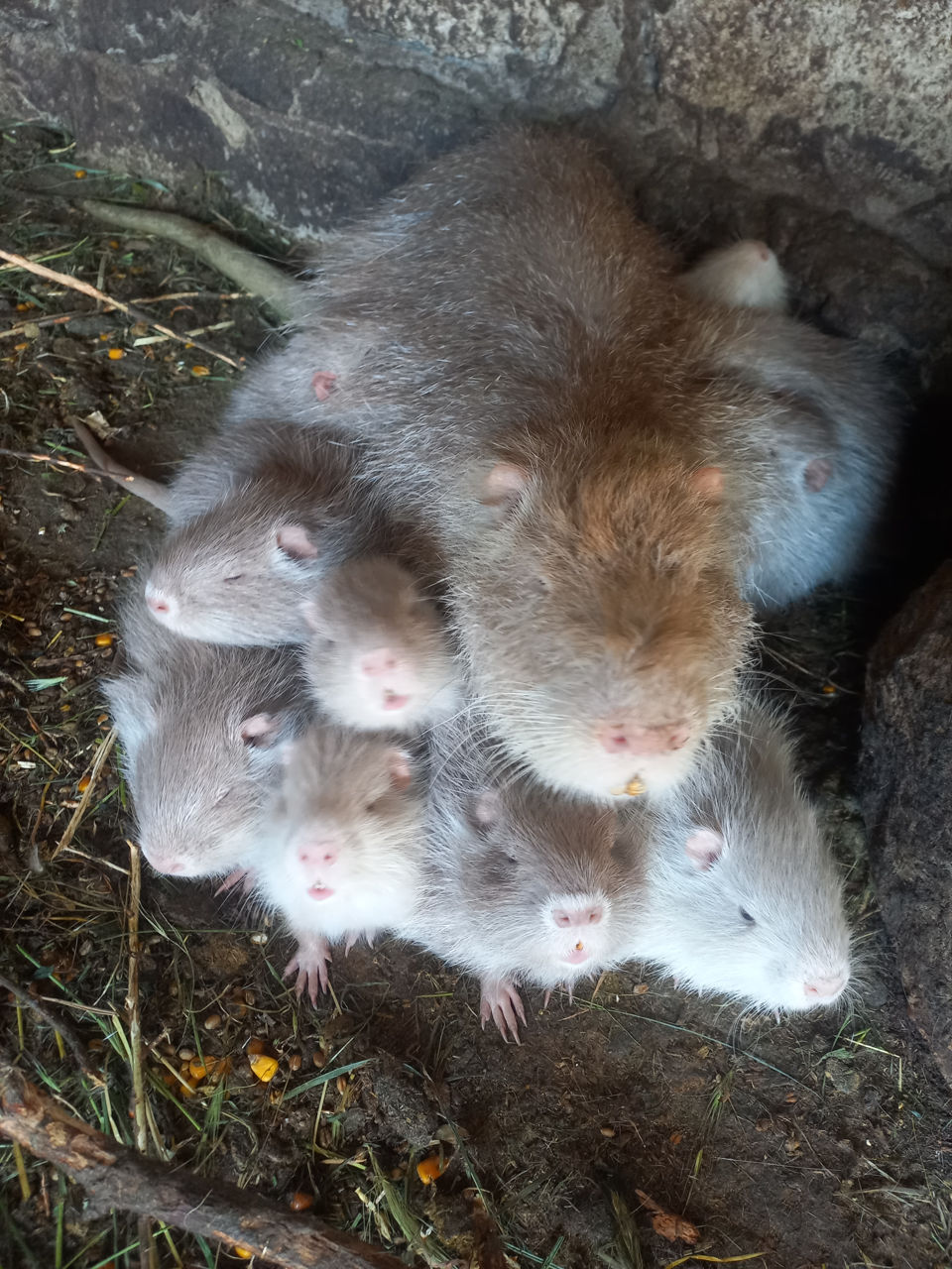 Nutrii dlea razmnajenii  zvanit foto 7