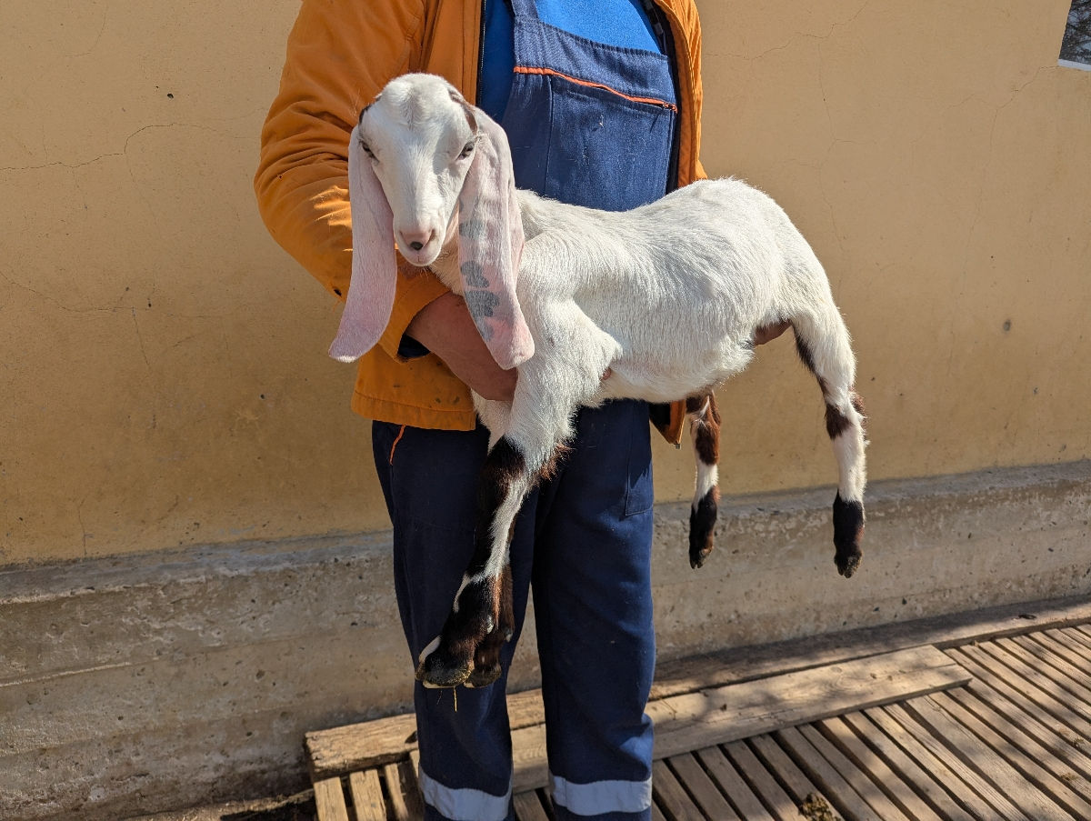 Iezi Kamori-Nubieni Reducere ! foto 6