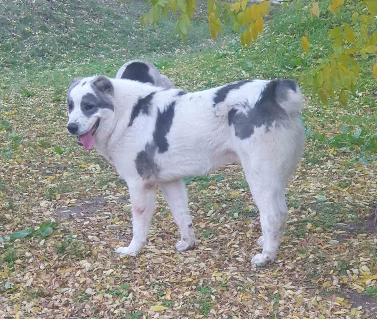 Щенки среднеазиатской овчарки САО (алабай) foto 2