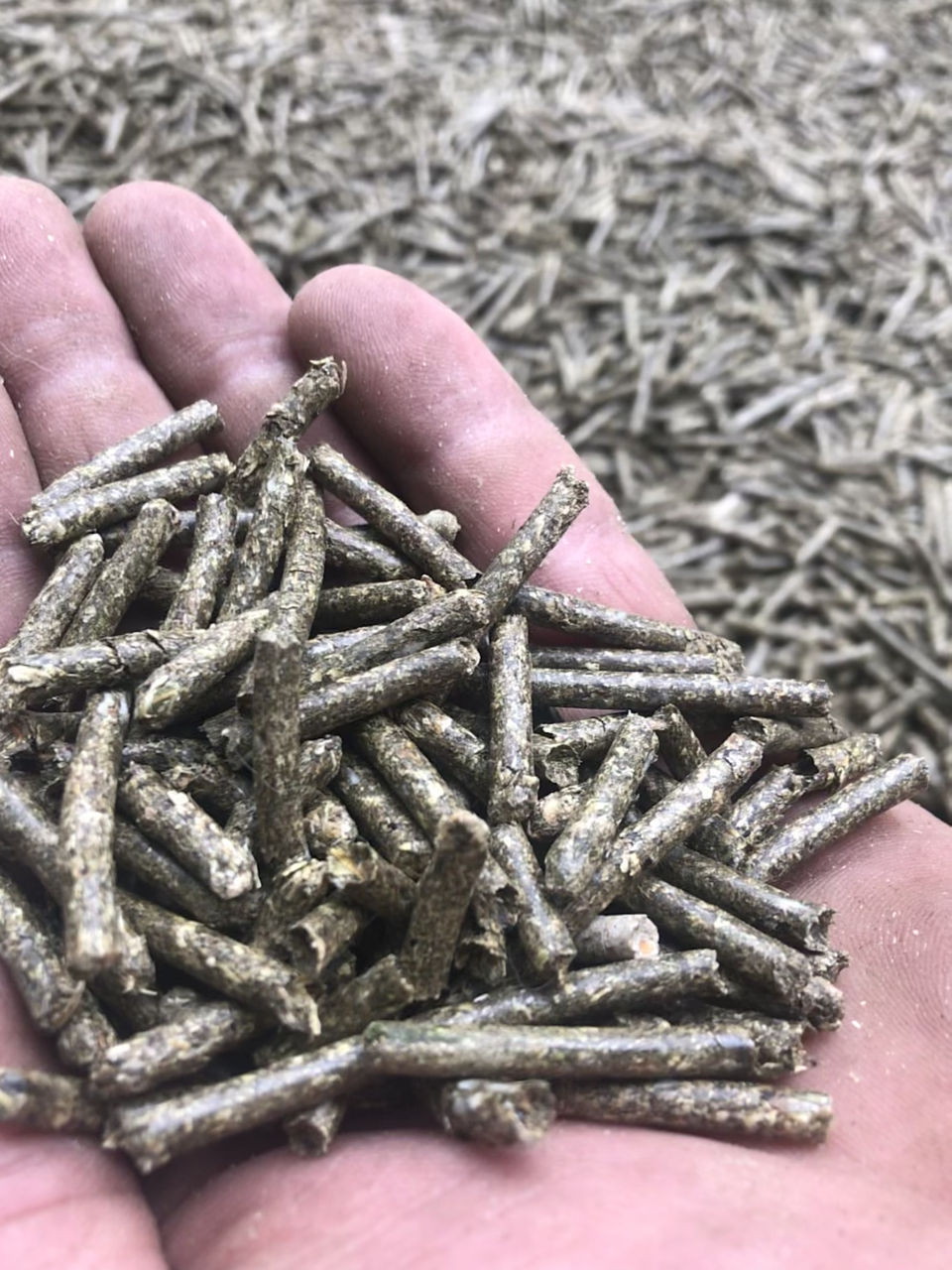 Люцерна в гранулах(свежая) // Lucerna in granule (proaspata)