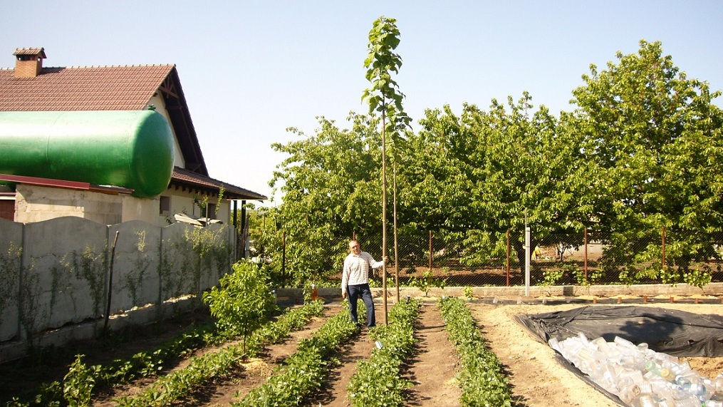 Paulownia.Puieti.Павловния.Саженцы.Алюминиевое дерево.Чудо-дерево павловния. фото 6