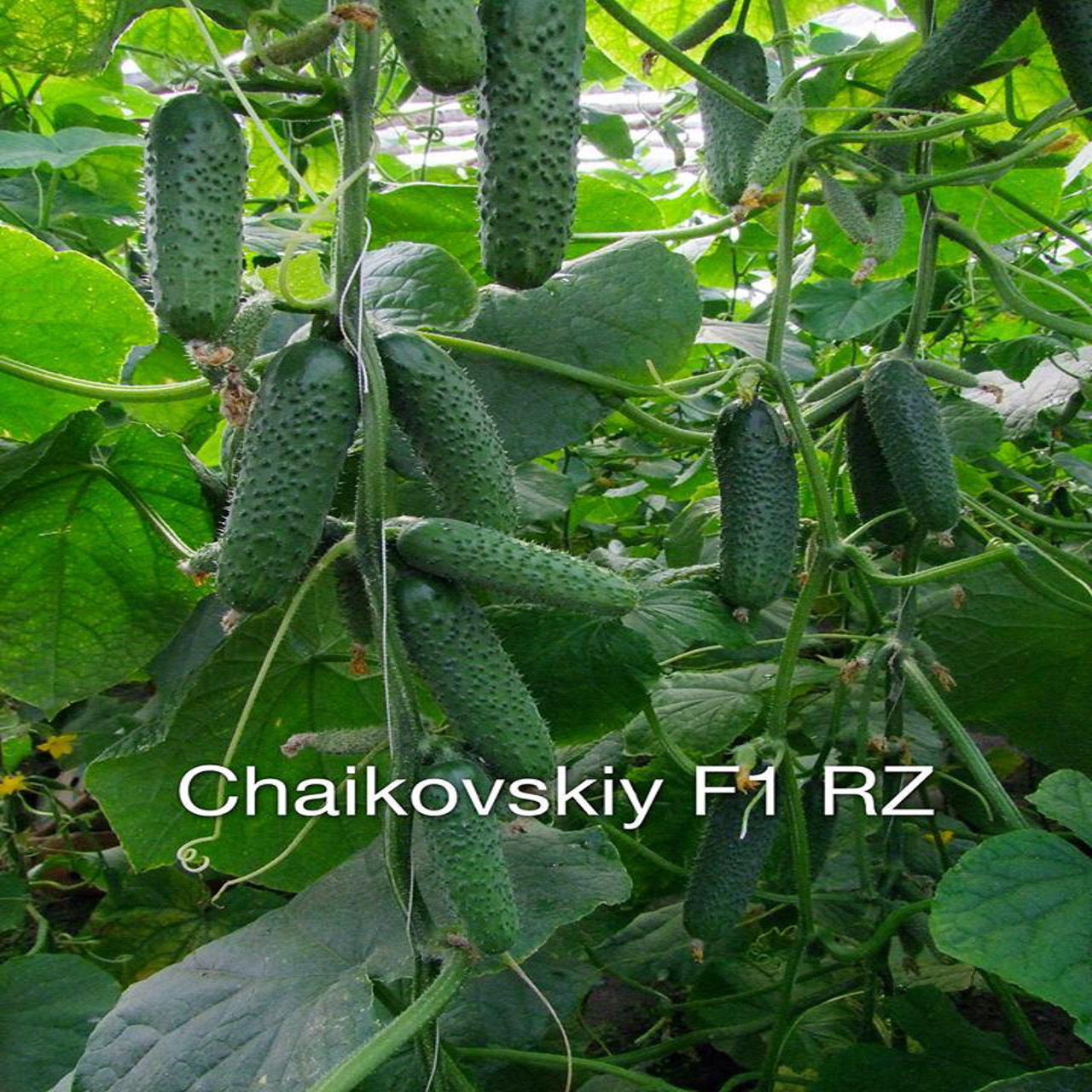 Chaikovskiy f1 new! упаковка (1000 s. )производтво: rijk zwaan голландия 1 100,00 lei foto 1