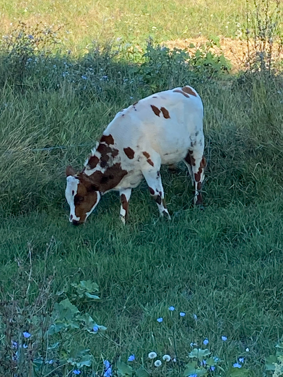 Cumpar animale: carne,lapte,crestere! foto 1