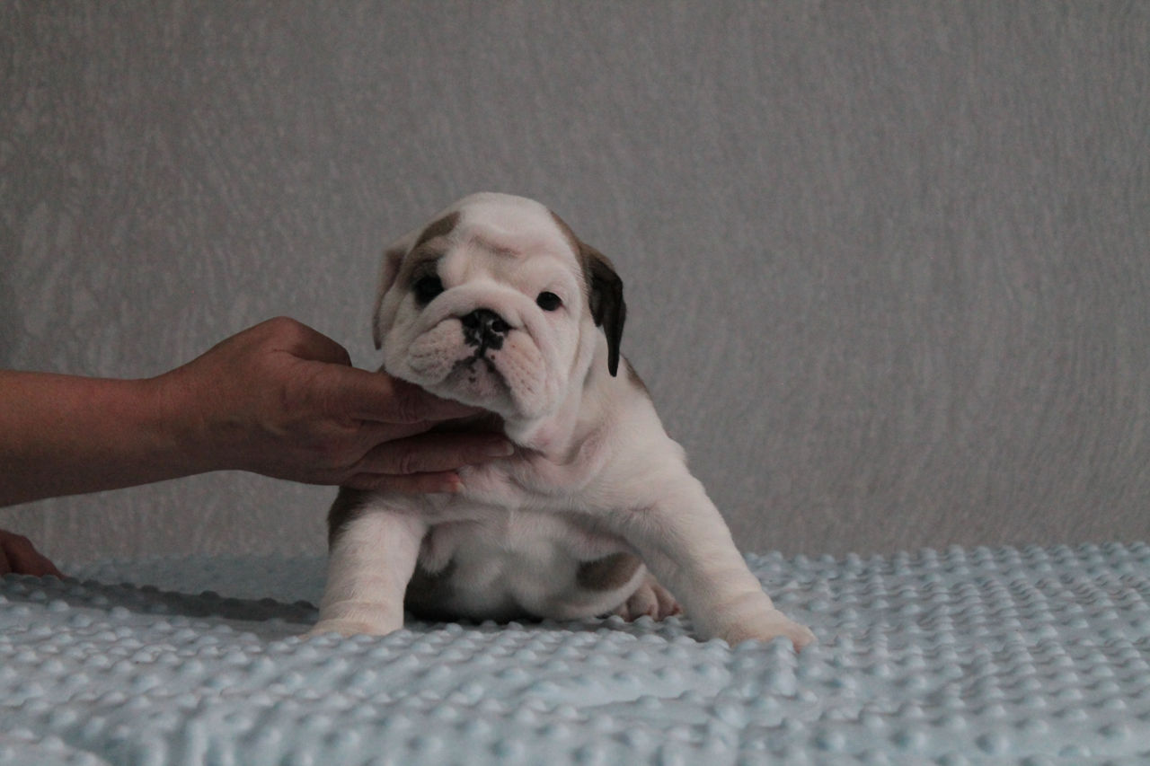 Cățeluși de Bulldog Englez foto 3