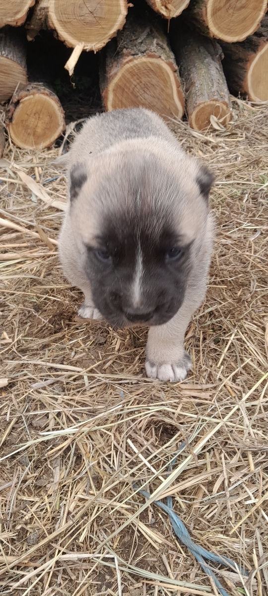 Kangal  фото 3