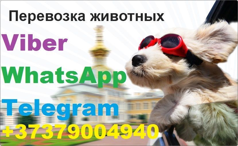 Зоо перевозки г.Кишинёв. Viber WhatsApp Telegram. foto 7