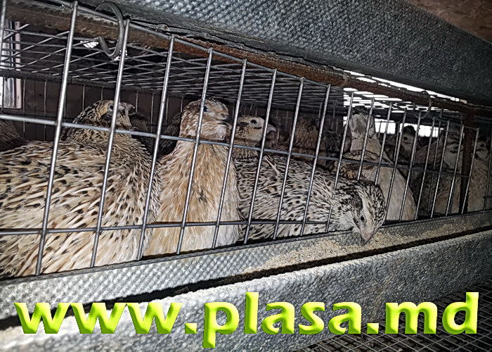 Plasa pentru custi,voliere,imprejmuire,tencuiala,umbrire,cernut,gabioane,armare foto 1