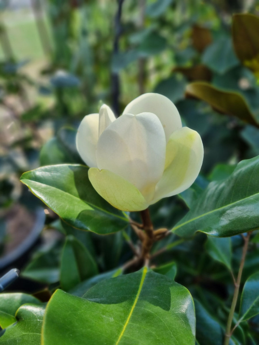 Plante decorative foto 7