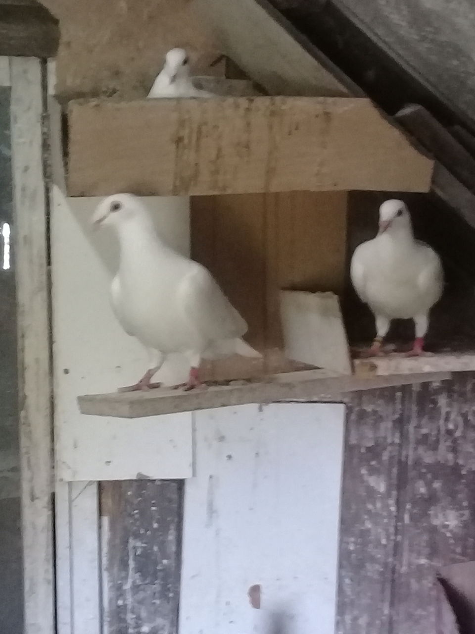 Porumbei pentru nunti foto 1