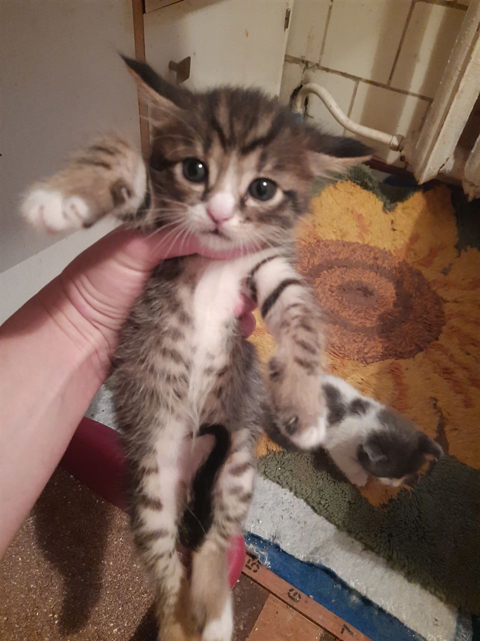 Домашний маленький котёнок