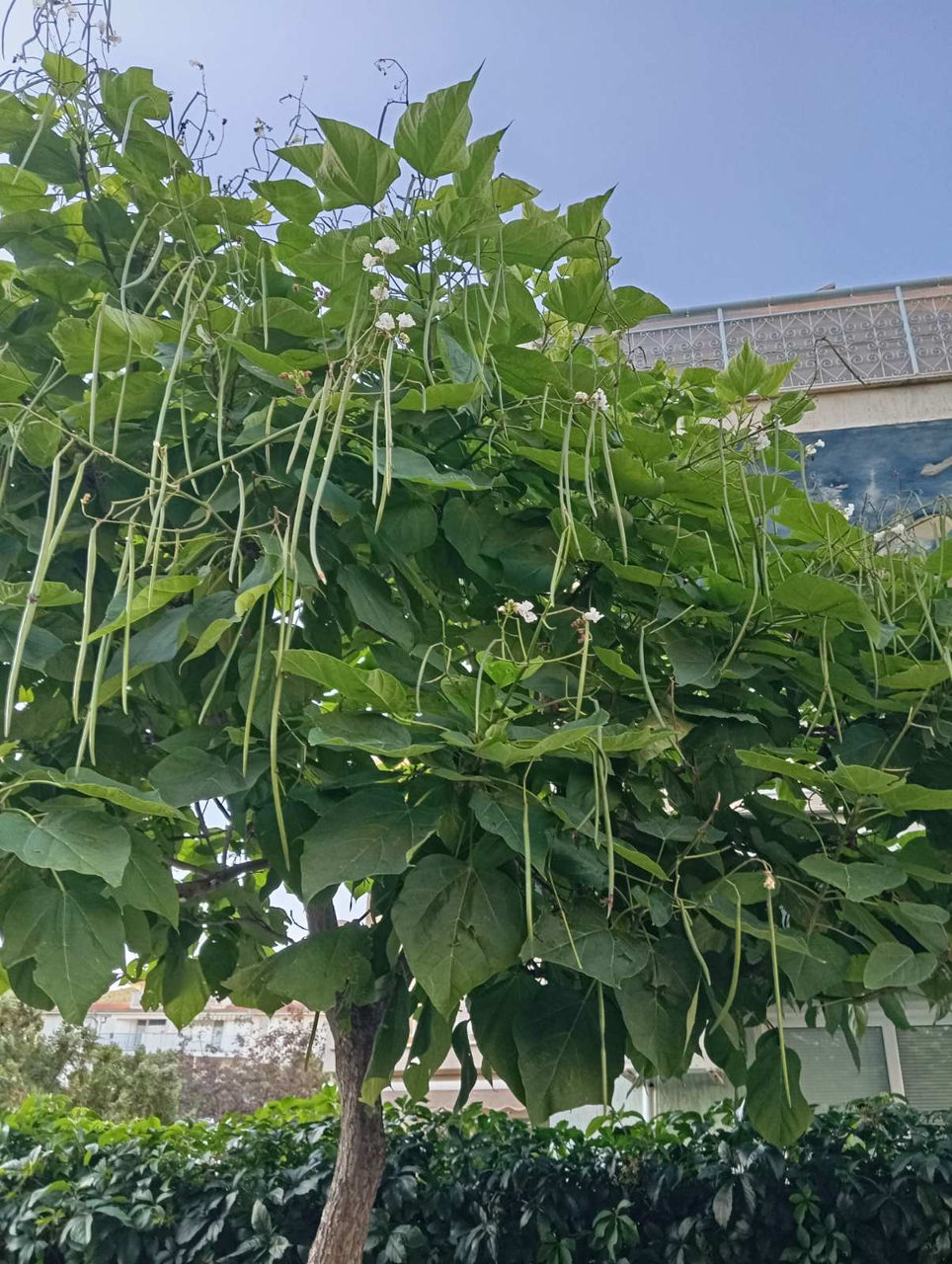 Catalpa foto 3