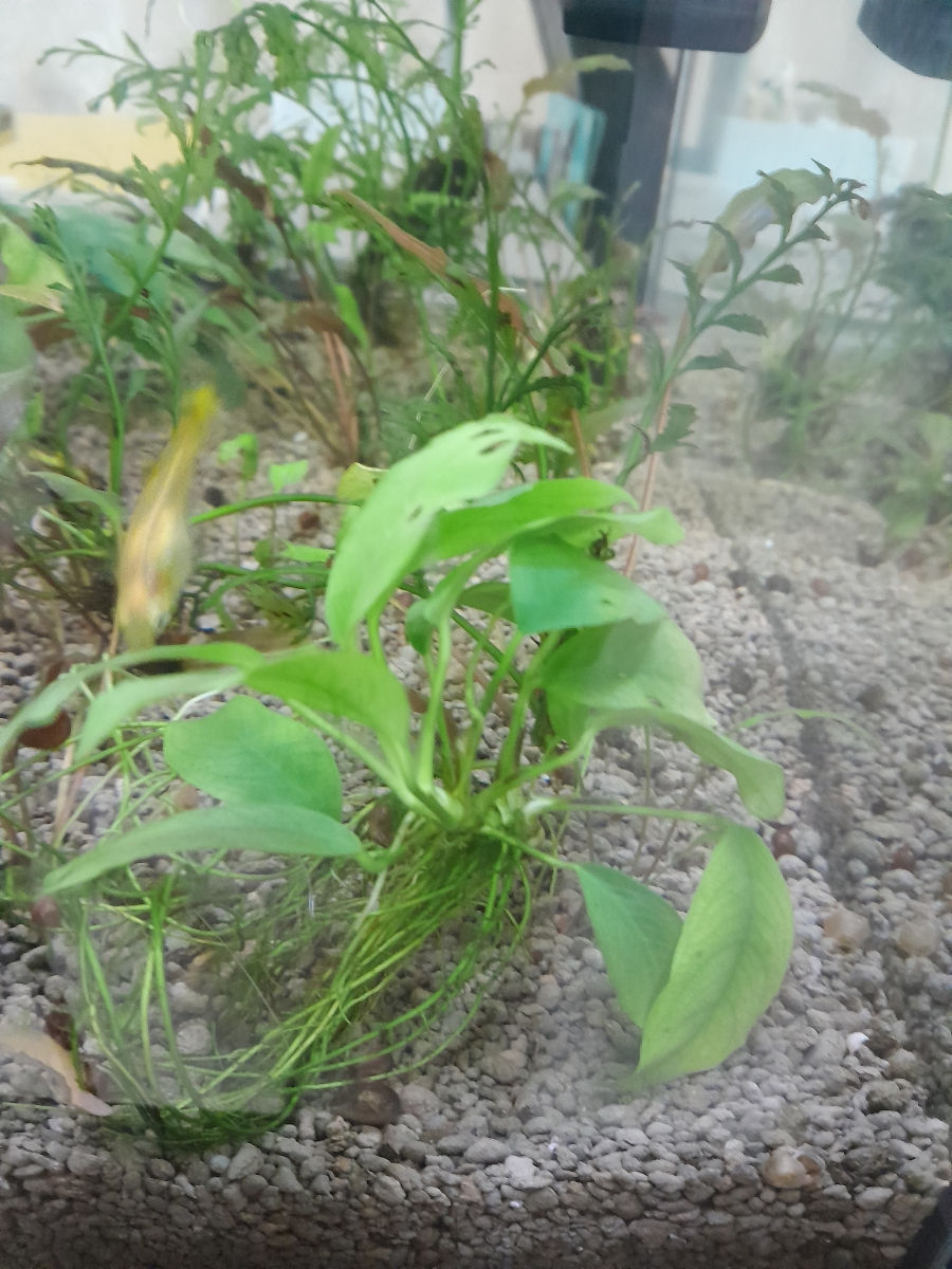 Plante acvariu: Anubias - 50 lei, Clodophorya - 50 lei, Cryptocoryne Wendtii - 30 lei. foto 0