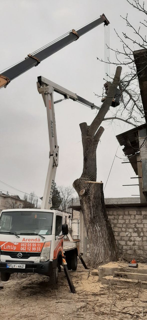 Curățim copaci  de înălțime mare cu mașini Autoturn și toate echipamentele necesare! foto 5