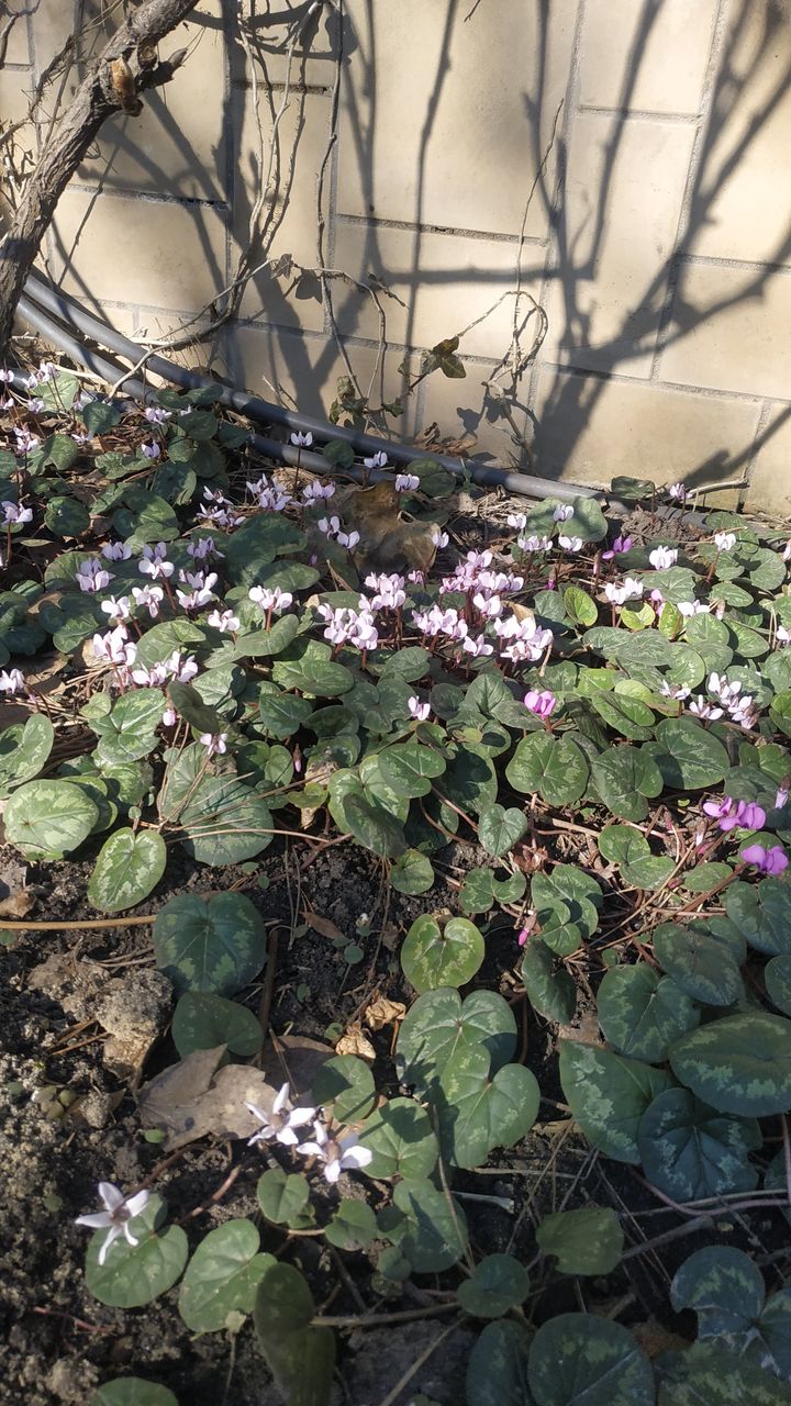 Дикий цикламен в природе фото