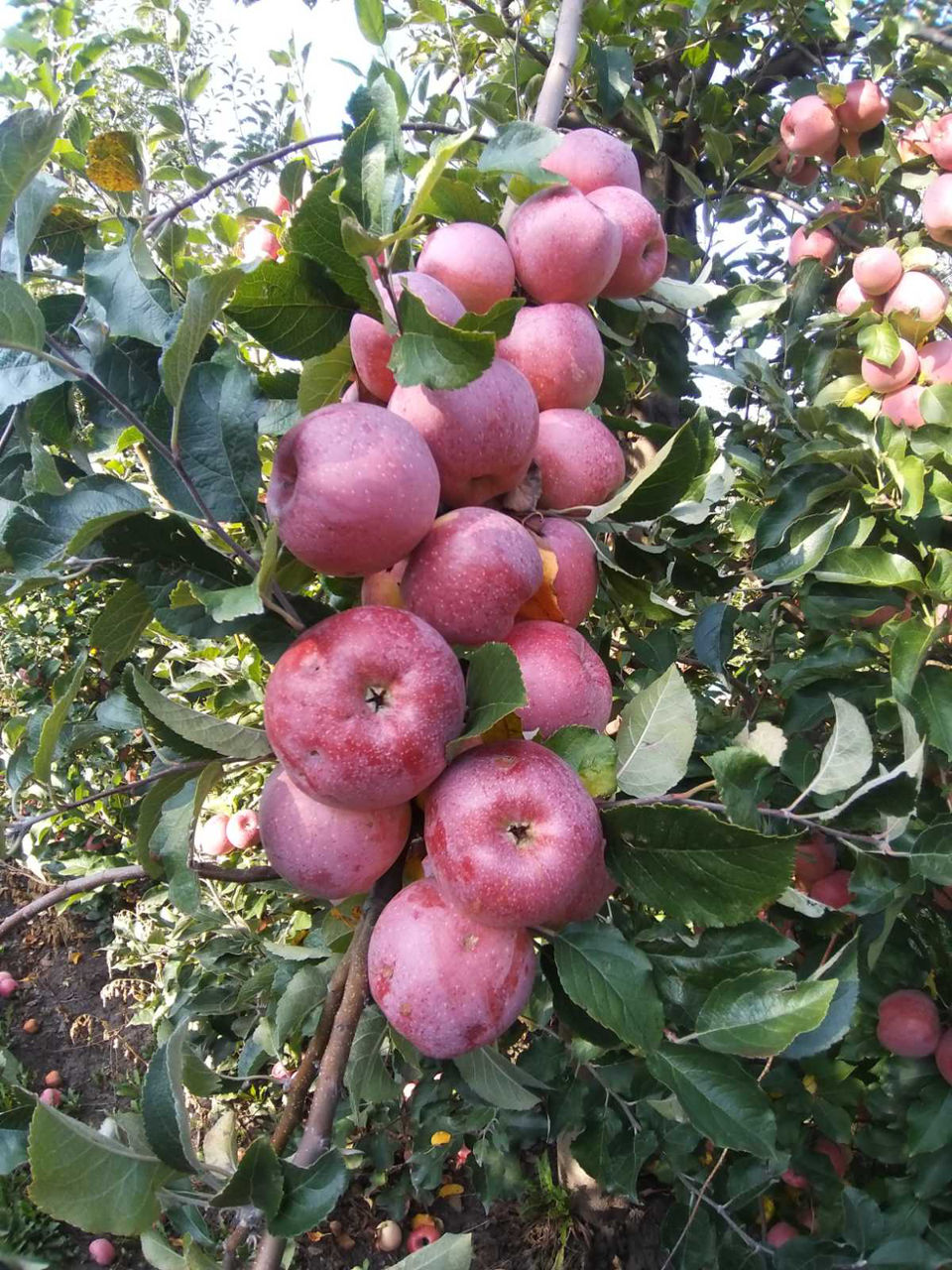 Яблоки Флорина