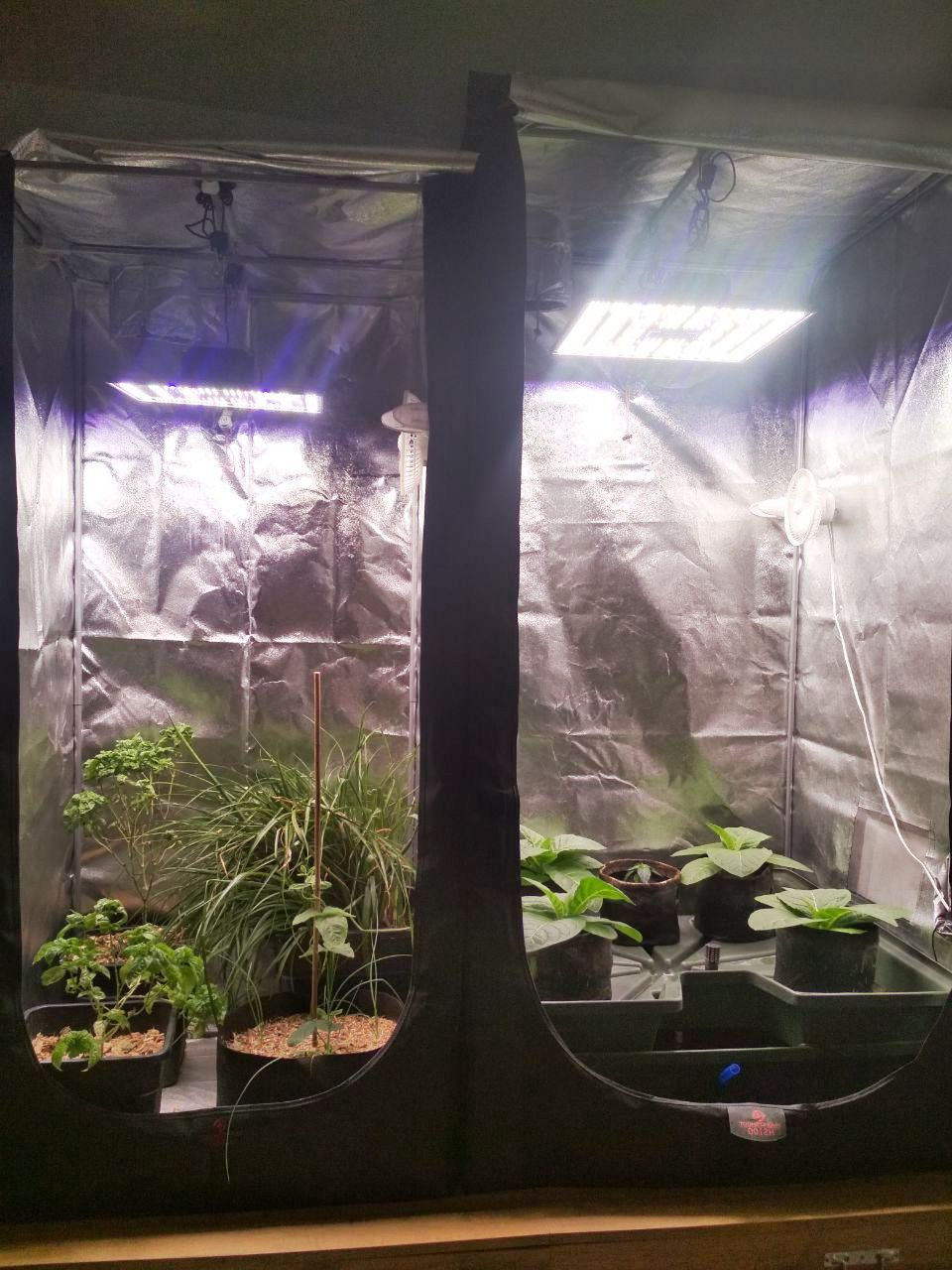 Mini sere pentru casa, GrowBox, Grow Tent, camera de crestere foto 0