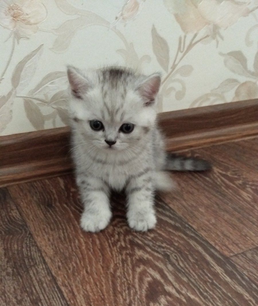 Шотландские котята