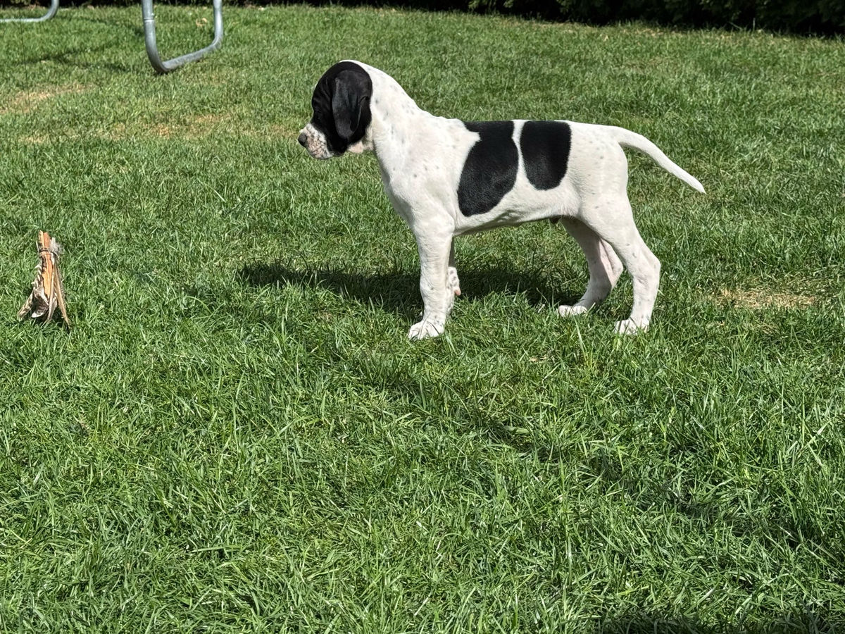 Pointer englez . Английский принтер  foto 4