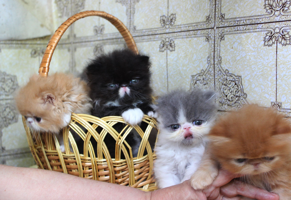 Купить кошку в беларуси. Котята персы. Персидские котята маленькие. Персидские котята в корзинке. Персидская кошка котята.