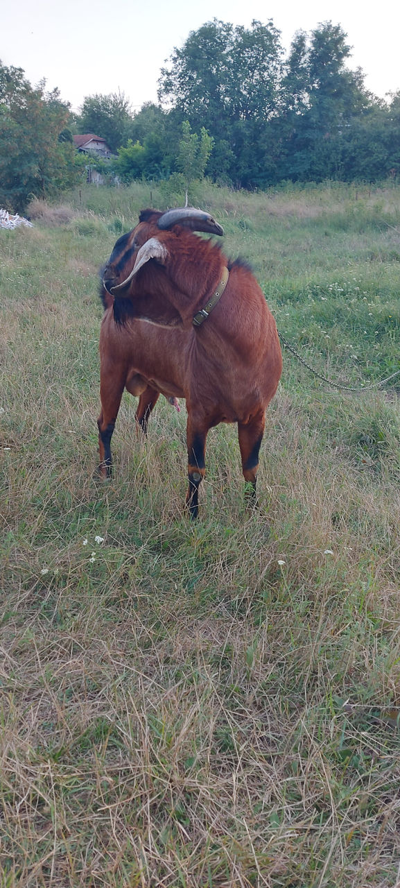 Țap foto 3