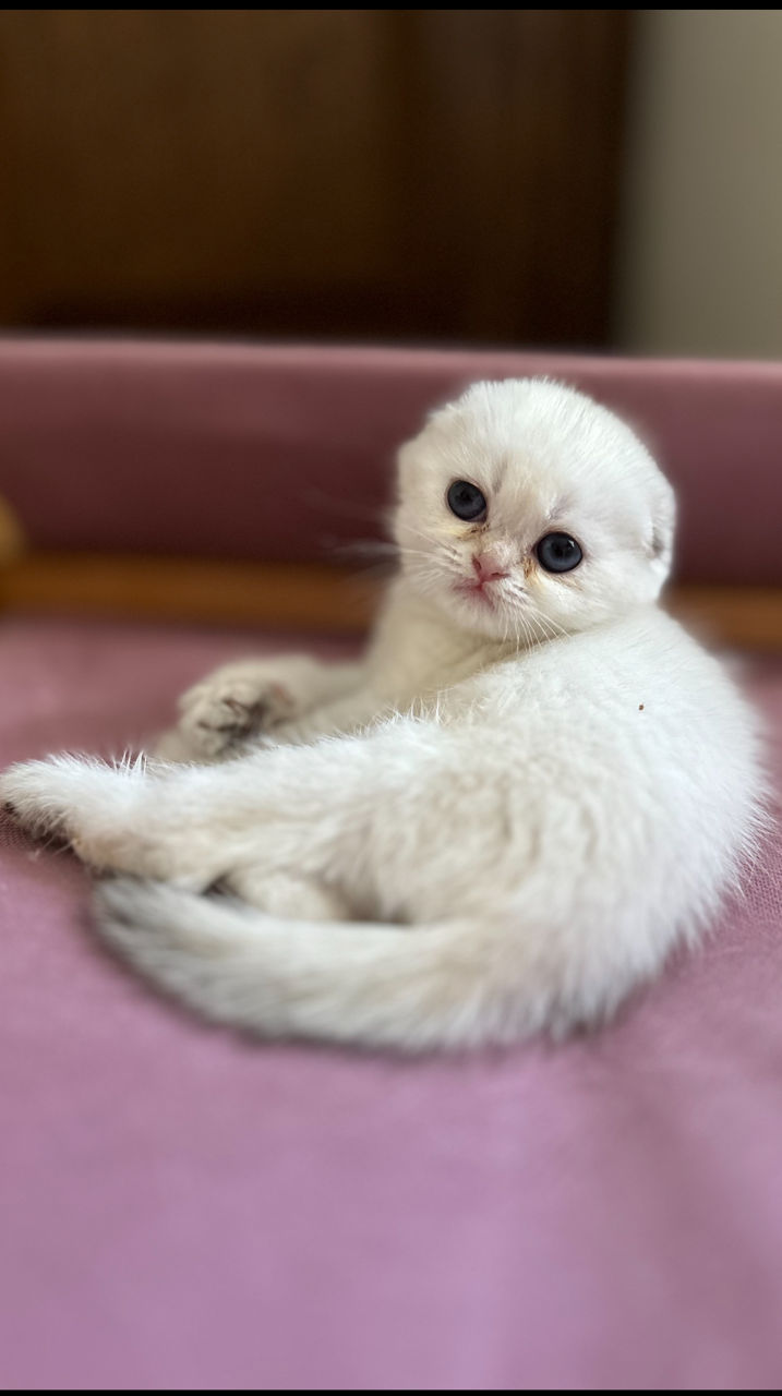 Клубные шотландские котята ,окрас золотая шиншилла,с родословной фото 8