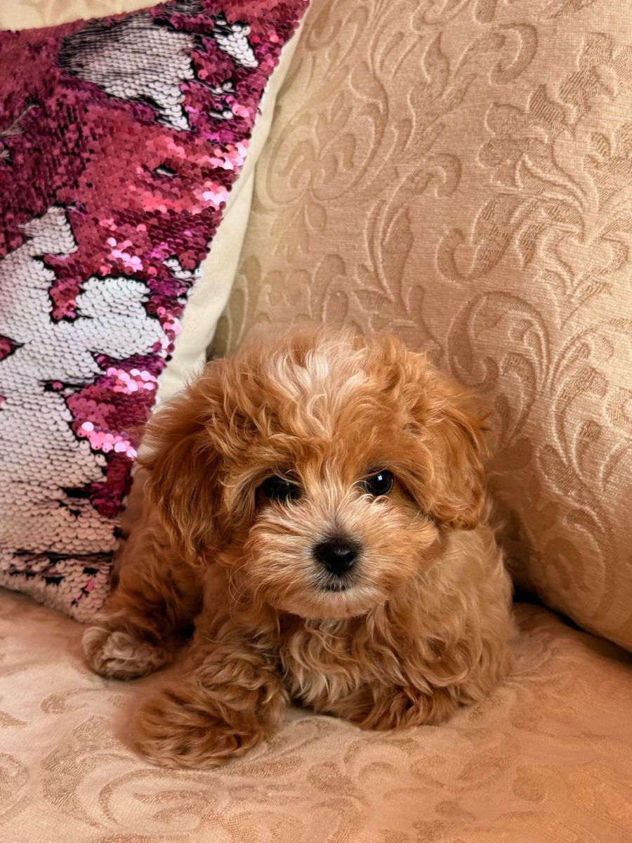 VIP девочка Maltipoo фото 3
