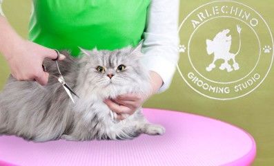 "Arlechino Grooming Studio". Буюканы. Стрижка кошек. foto 0