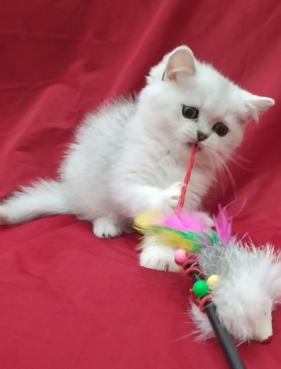 Британские шиншиллы!