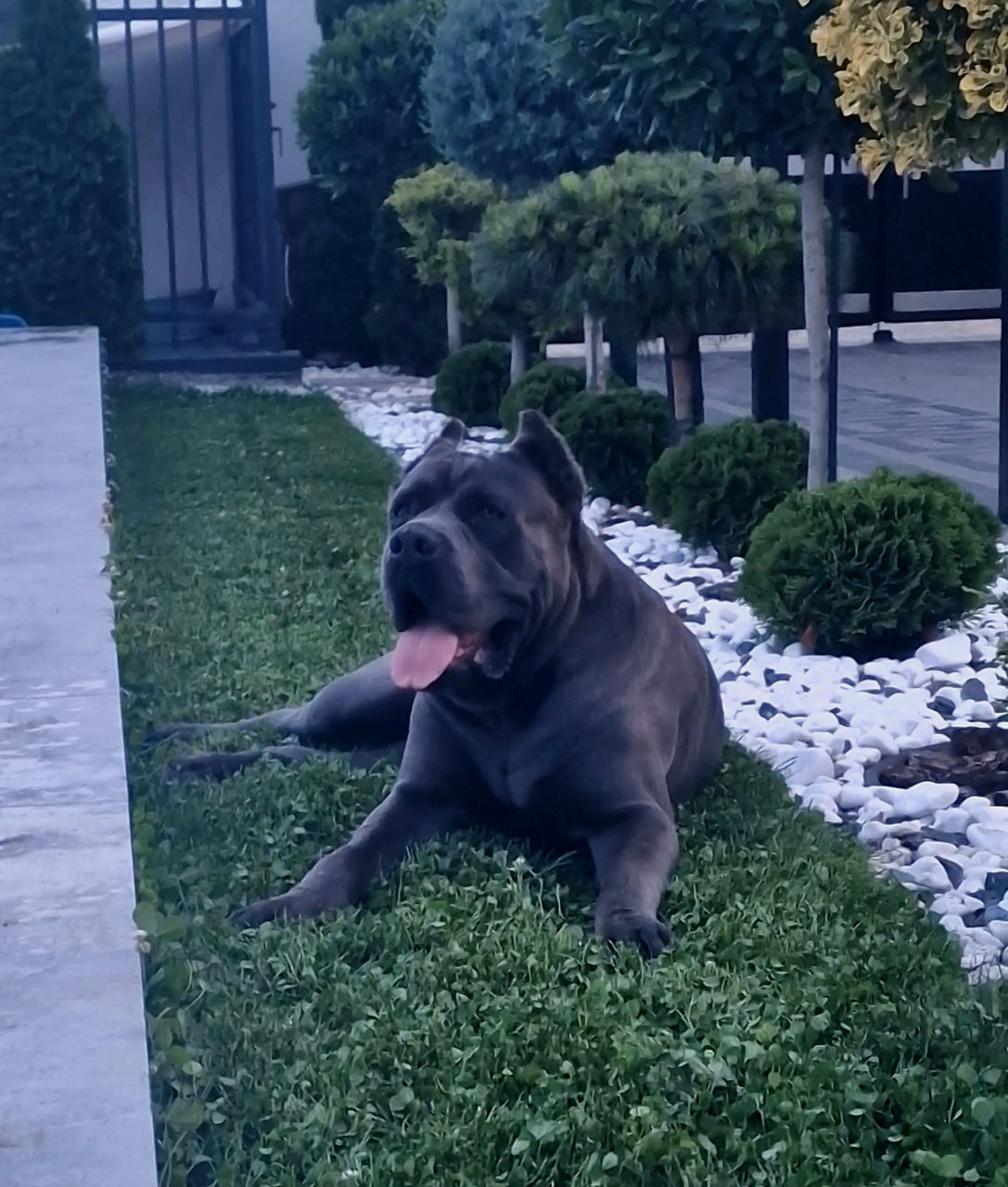 Cane corso pui FCI foto 4