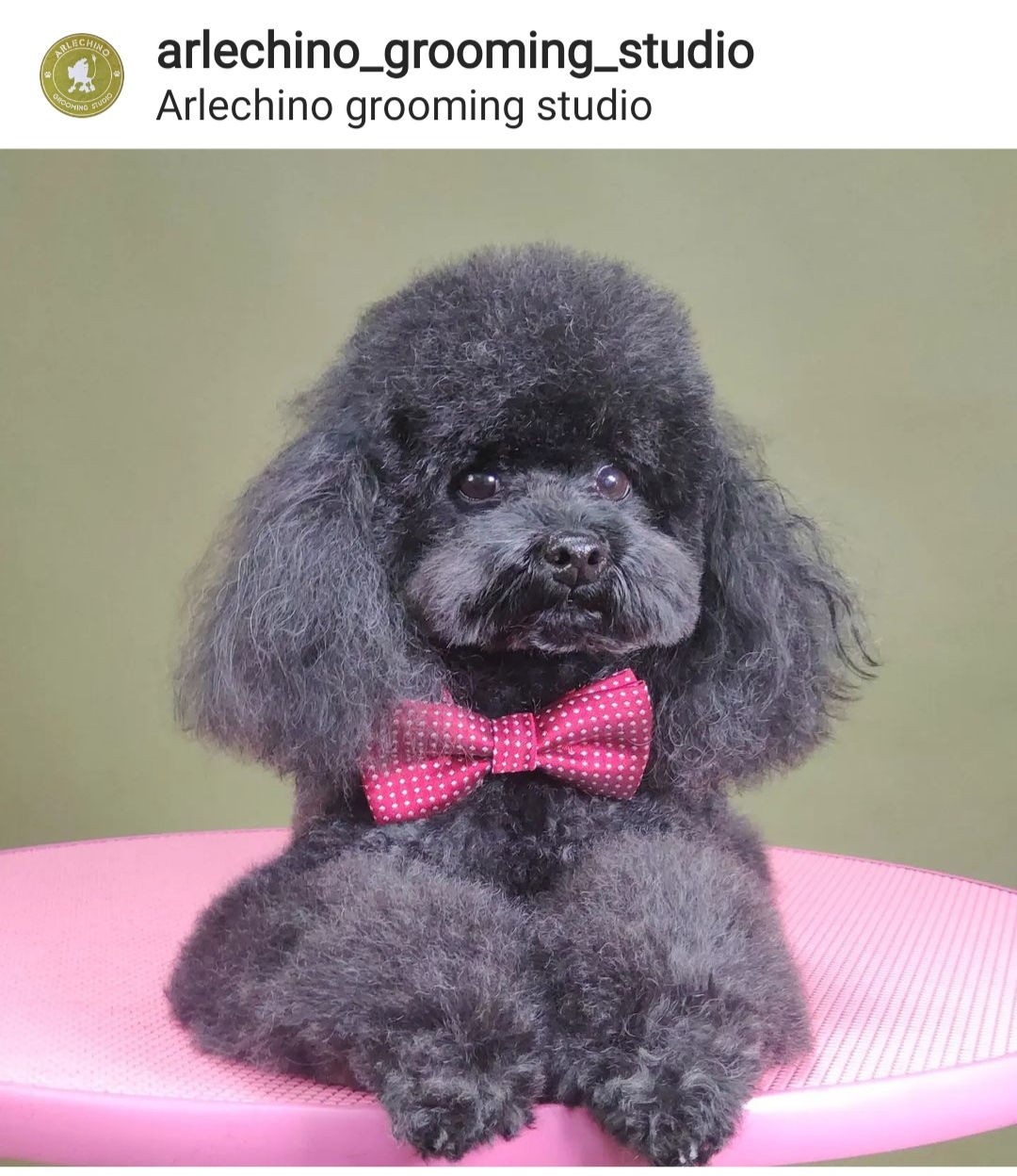 "Arlechino Grooming Studio". Buiucani. Îngrijirea cainilor si a pisicilor. foto 8