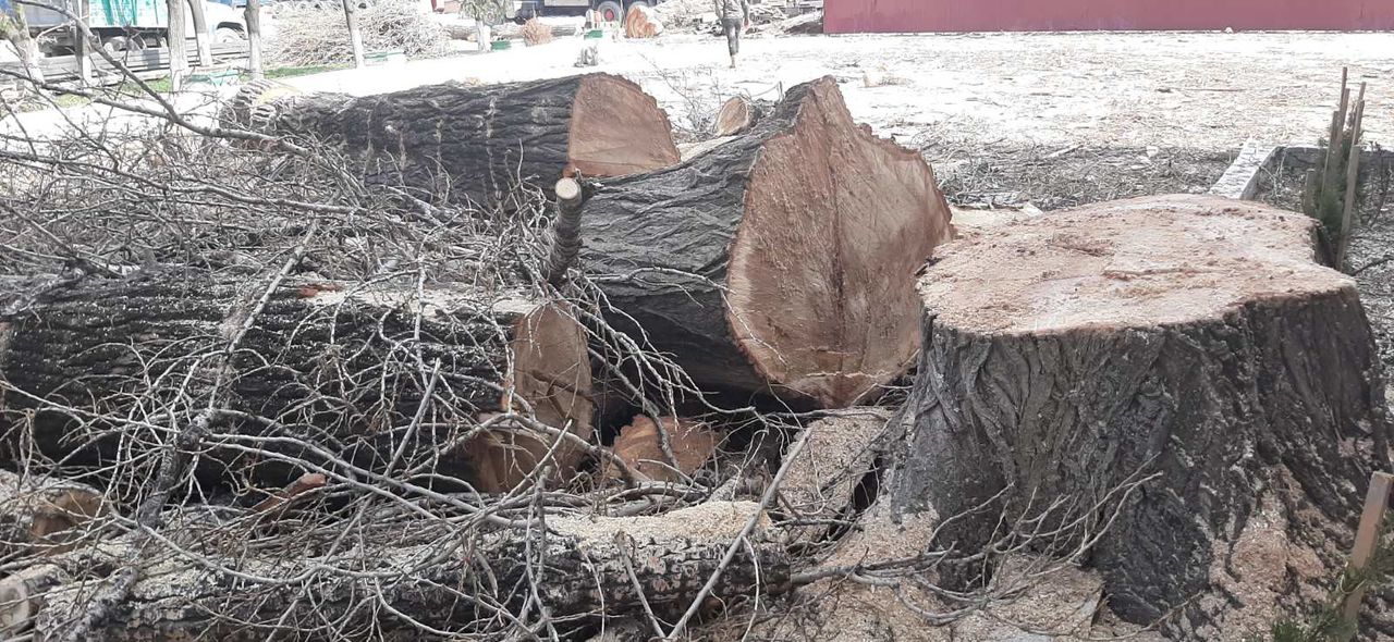 Taierea copacilor problematici, curatarea copacilor uscati. Curatarea Tuilor! foto 14