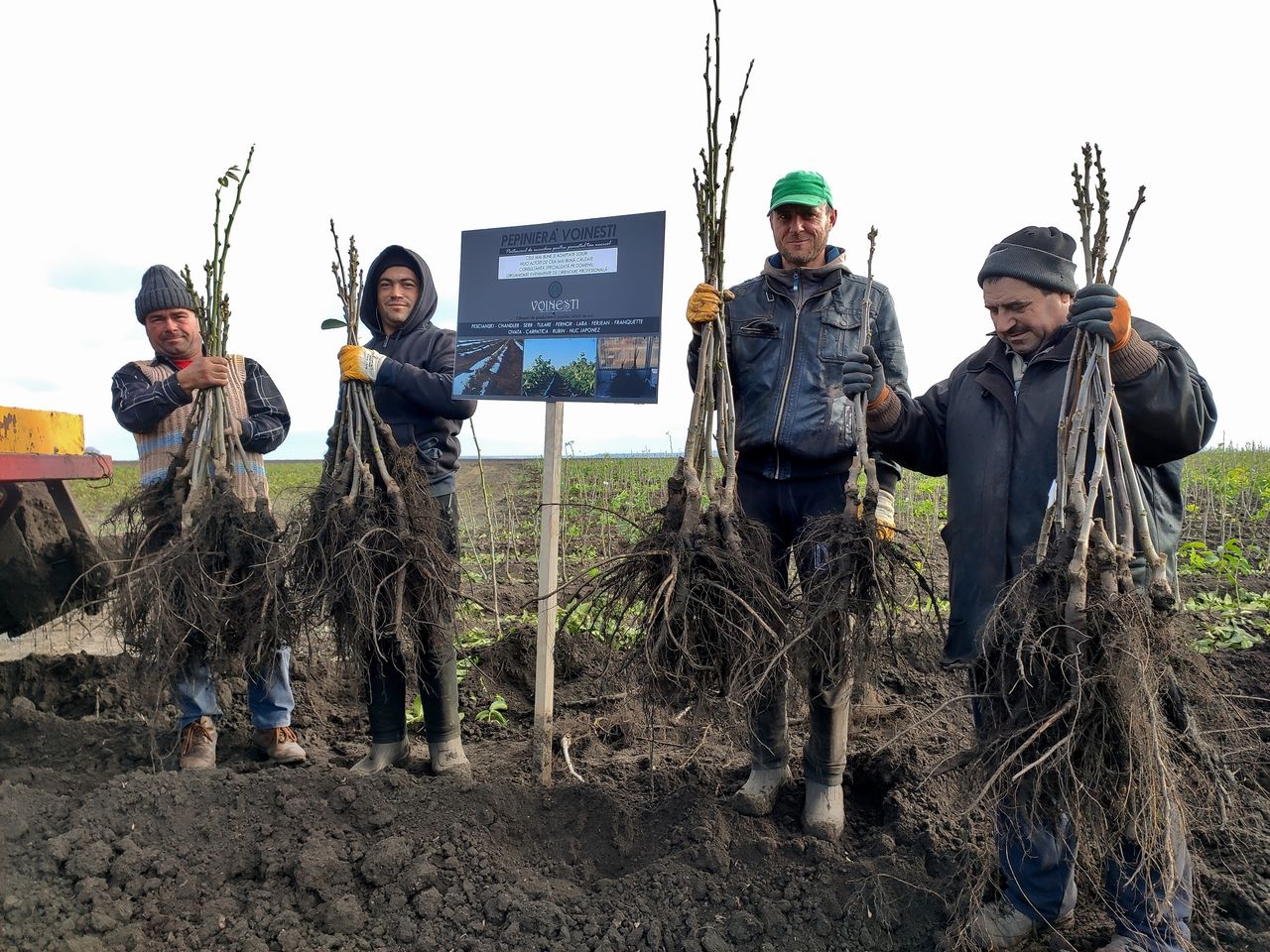 Nuci altoiți Chandler, Tulare, Serr, Fernor, Lara, Franquette, Pescianski (саженцы ореха) foto 0