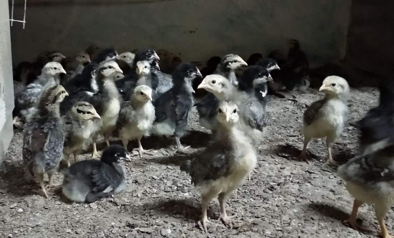 Борковские Куры Фото