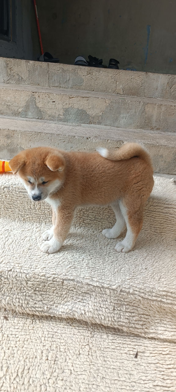 Akita  foto 1