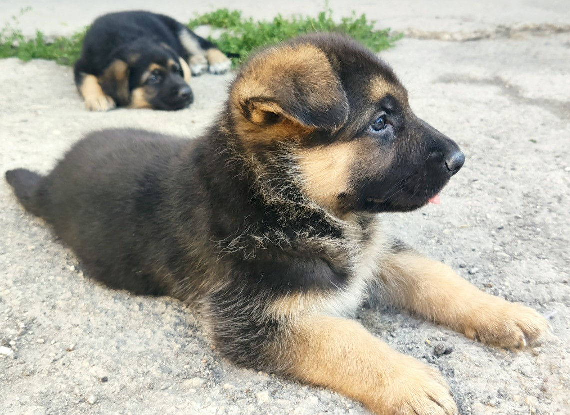 Щенки чистокровной Немецкой Овчарки