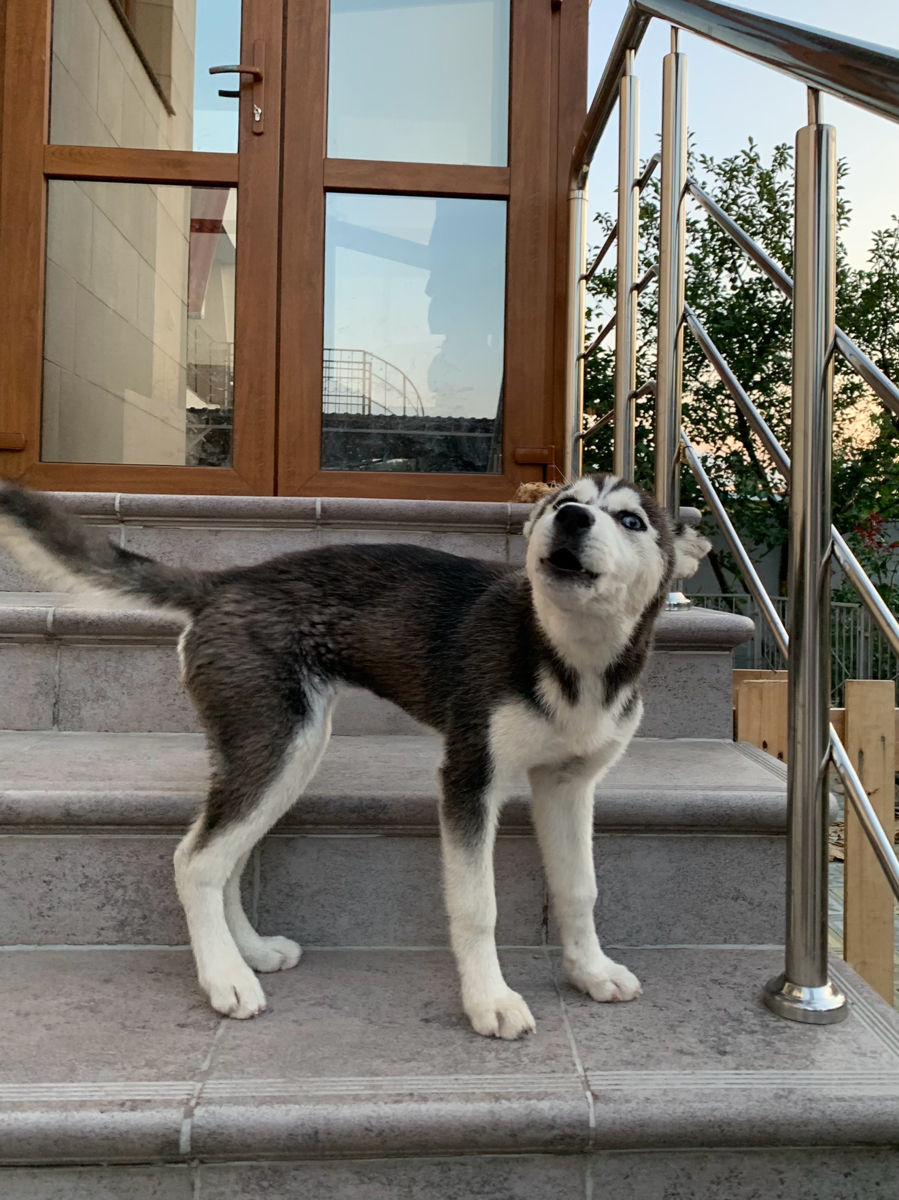 Cățelușă Husky foto 6