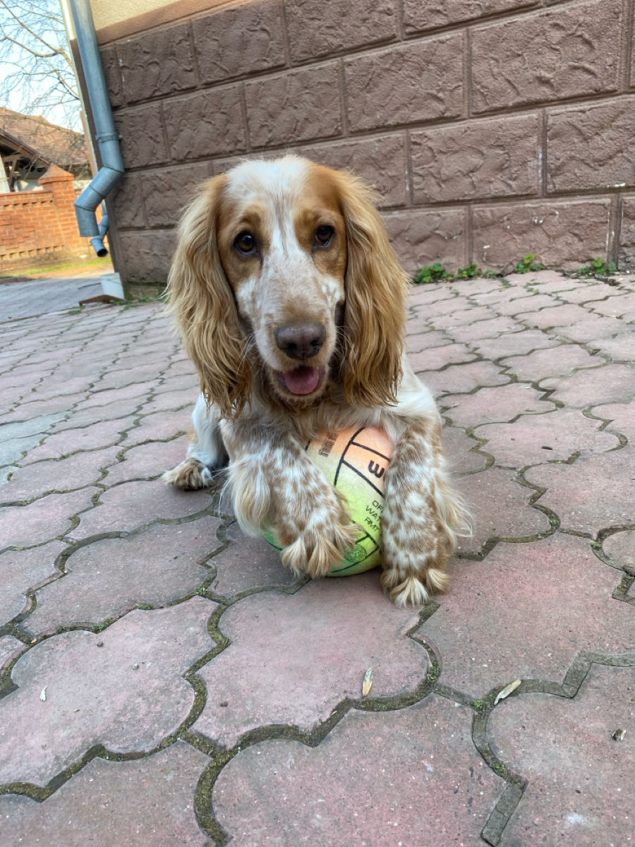 Cățeluși de Cocker Spaniel foto 5