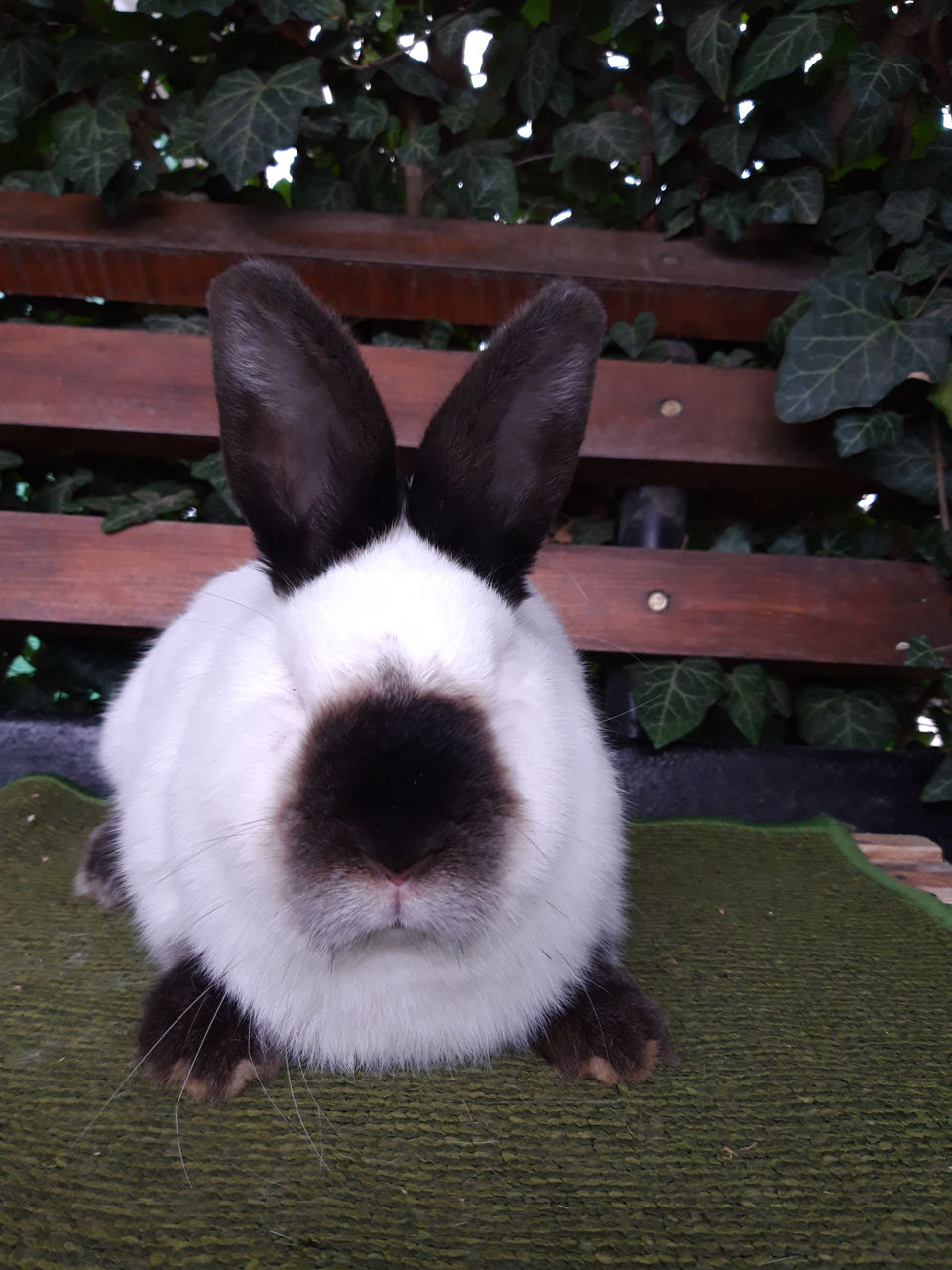 Iepuri Californieni foto 6