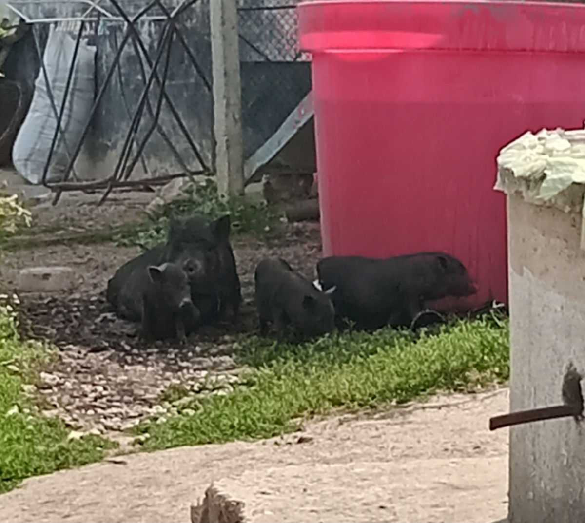 Purcei vietnamezi  foto 2