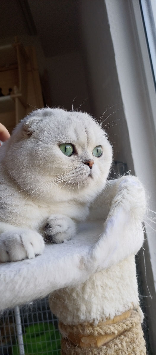 Scottish fold/straight foto 7