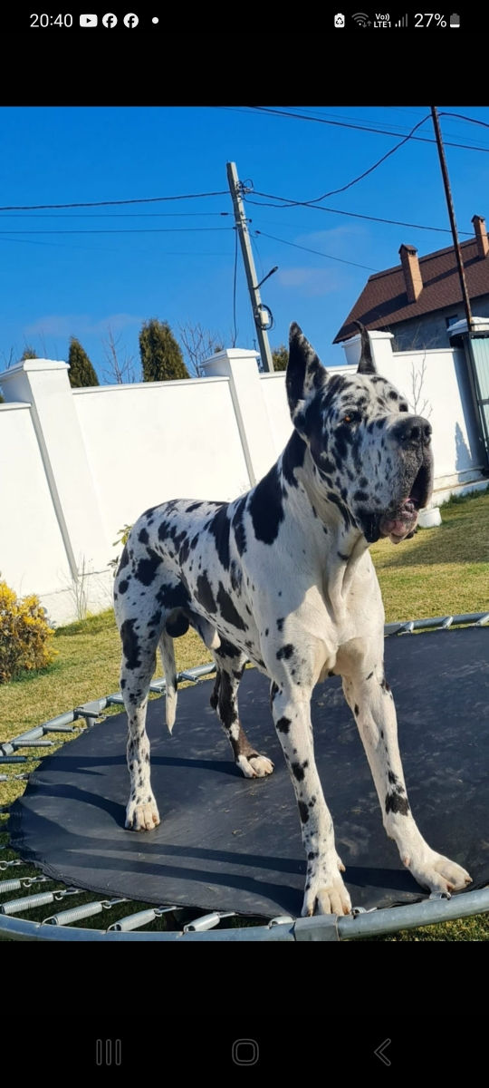 Montă dog german  foto 1
