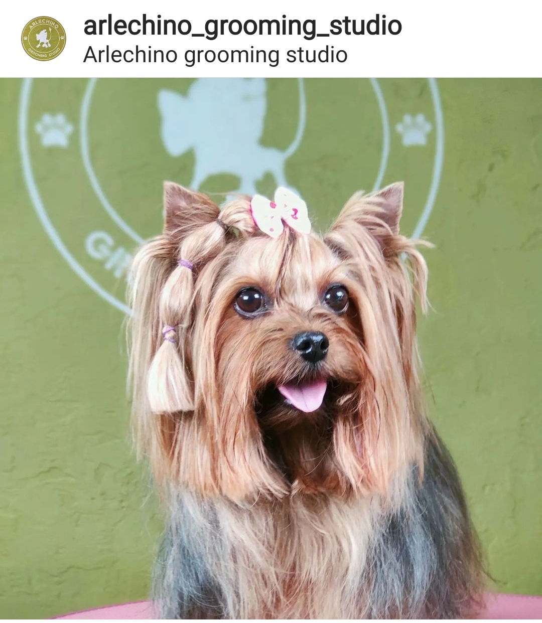 "Arlechino Grooming Studio". Buiucani. Îngrijirea cainilor si a pisicilor. foto 1